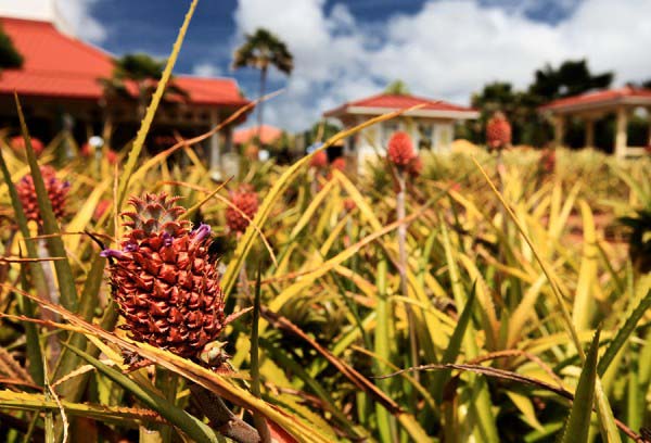 DOLE Plantation II