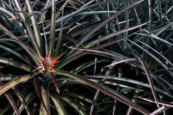 DOLE Pineapple
