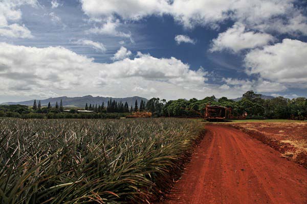 DOLE Plantation III