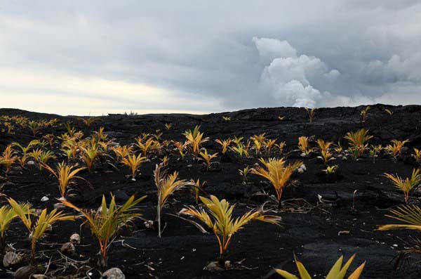 HAWAII-Big-Island-1340