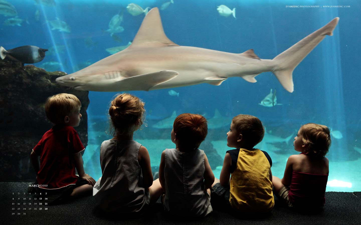 March-2010-Friendly-Shark-14401.jpg