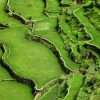 Rice terraces, Philippines