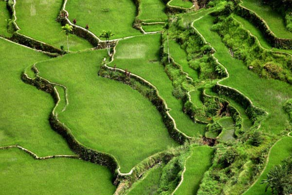 Rice Terraces Philippines 1 Rice Terraces Philippines 1