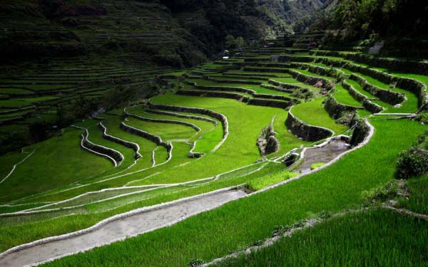 Rice Terraces Philippines 5 Rice Terraces Philippines 5