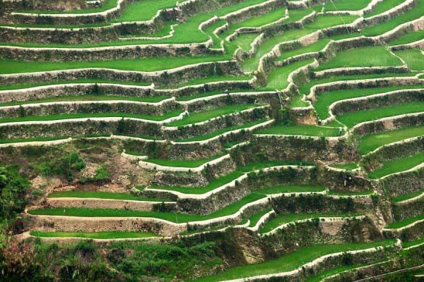 Rice Terraces Philippines 6 Rice Terraces Philippines 6