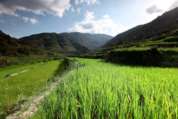 Rice Terraces Philippines 8 Rice Terraces Philippines 8