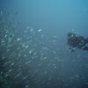 Diving Philippines – diverse underwater life