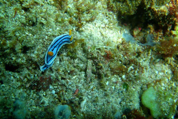 Philippines IXUS 249